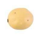 Yellow Realistic Faux Potato (MV)