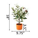  18" Olive Tree in 4" Clay Planter