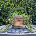  Succulent Mix in Wood Hanging Planter