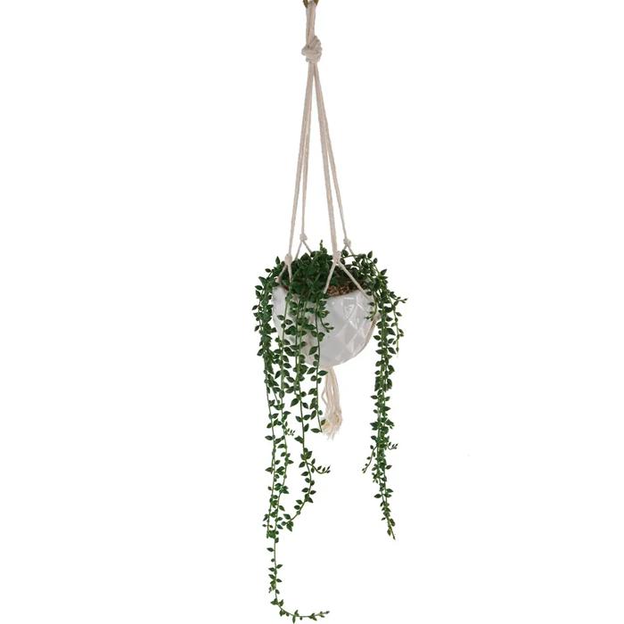 Donkey Tails in Macramé Hanging Planter