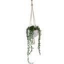  Donkey Tails in Macramé Hanging Planter