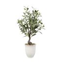  25.5" Olive tree in 6" Texture Ceramic Pot 