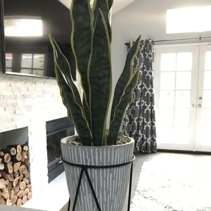 21" Snake Plant in Needle Cement Planter