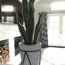  21" Snake Plant in Needle Cement Planter