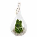  Hanging Bunny Terrarium with Faux Succulent