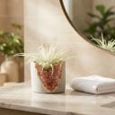  Faux Air Plant in White Geode Pot