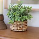  Tealeaf in 6“ Basket 