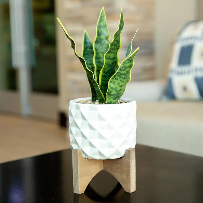 Snake Plant in Dumpling Planter 