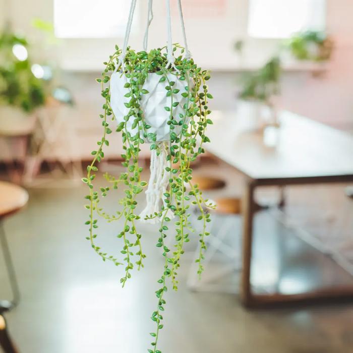 Donkey Tails in Macramé Hanging Planter