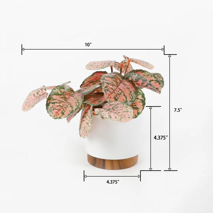 Trailing Plant in 4.25" Ceramic Pot