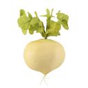  Artificial Round Radish