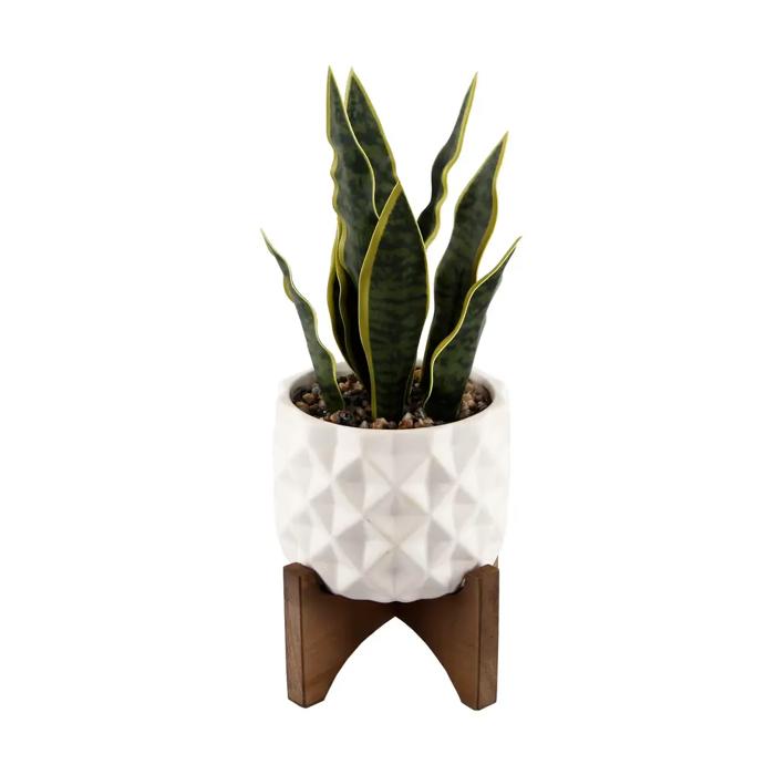 Snake Plant in Dumpling Planter 