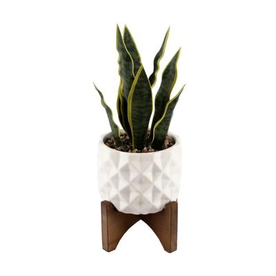 Snake Plant in Dumpling Planter 