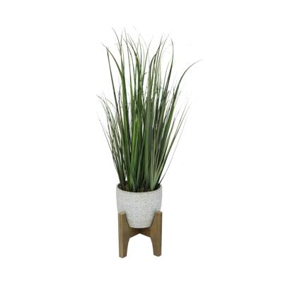 31" Onion Grass in Cathedral Planter