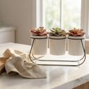  Succulents in Metal Holder