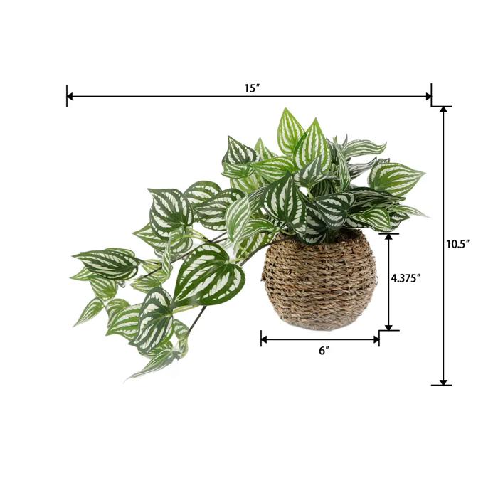 Trailing Ivy in 6" Basket