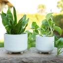  Set of 2 Hiero Footed Planters