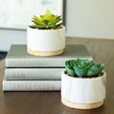  Set of 2 Succulents in Marble Planter