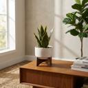  Snake Plant in Constellation Planter