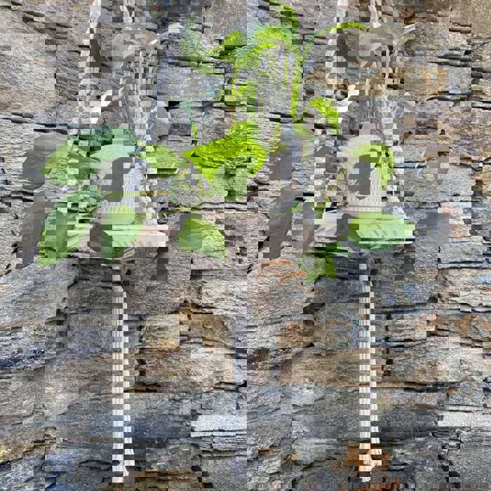 Macramé Hanging Shelf