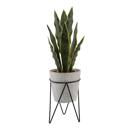  21" Snake Plant in Needle Cement Planter