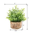  Tealeaf in 6“ Basket 