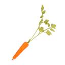  Artificial Carrot