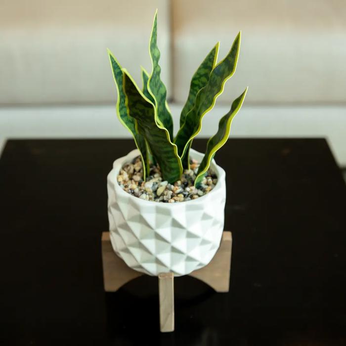 Snake Plant in Dumpling Planter 