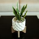  Snake Plant in Dumpling Planter 