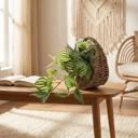  Trailing Ivy in 8.5" Hanging Basket 