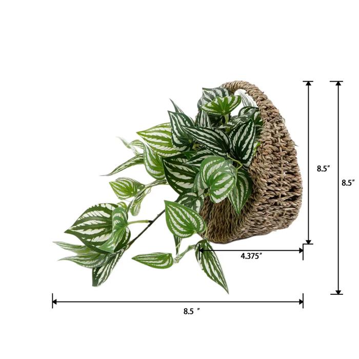 Trailing Ivy in 8.5" Hanging Basket 