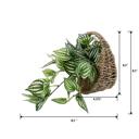  Trailing Ivy in 8.5" Hanging Basket 