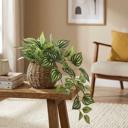  Trailing Ivy in 6" Basket