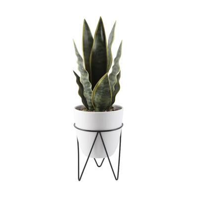  15.25" Snake Plant in Planter with Metal Stand