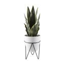   15.25" Snake Plant in Planter with Metal Stand
