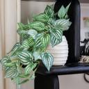  Trailing Ivy in 4.75" Ceramic