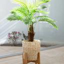  45" Palm in 10" Basket