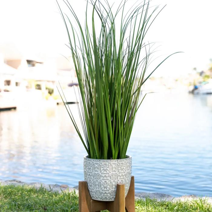 31" Onion Grass in Cathedral Planter