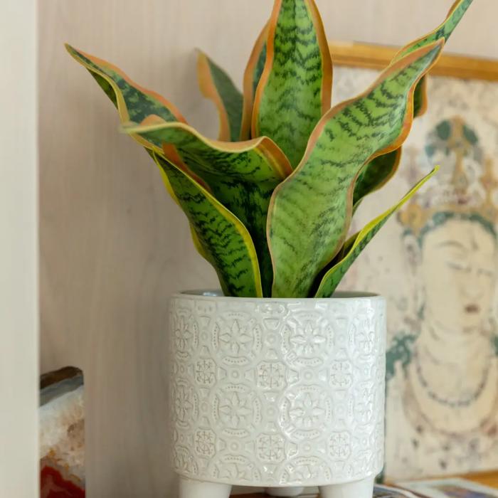 6" Cathedral Footed Planter 