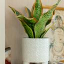  6" Cathedral Footed Planter 