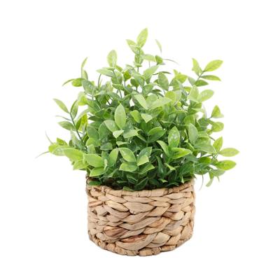 Tealeaf in 6“ Basket 