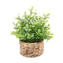  Tealeaf in 6“ Basket 