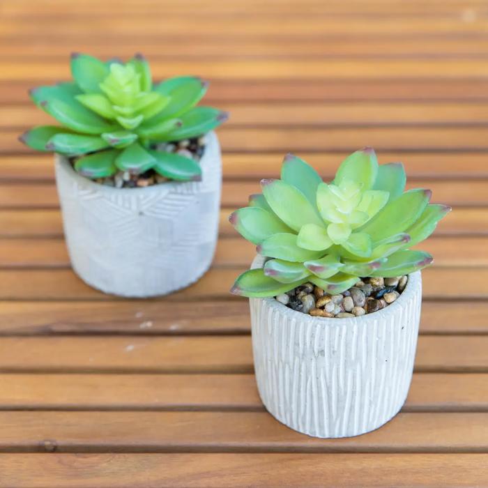 Set of 2 Succulents in Pattern Cement Planters