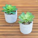  Set of 2 Succulents in Pattern Cement Planters