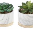  Set of 2 Succulents in Marble Planter