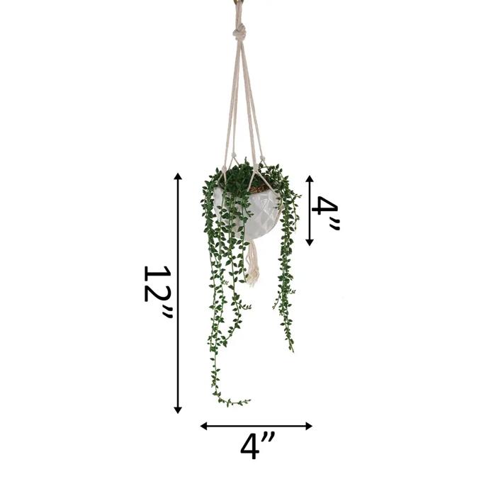 Donkey Tails in Macramé Hanging Planter