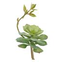  Artificial Echeveria Lola with Stem