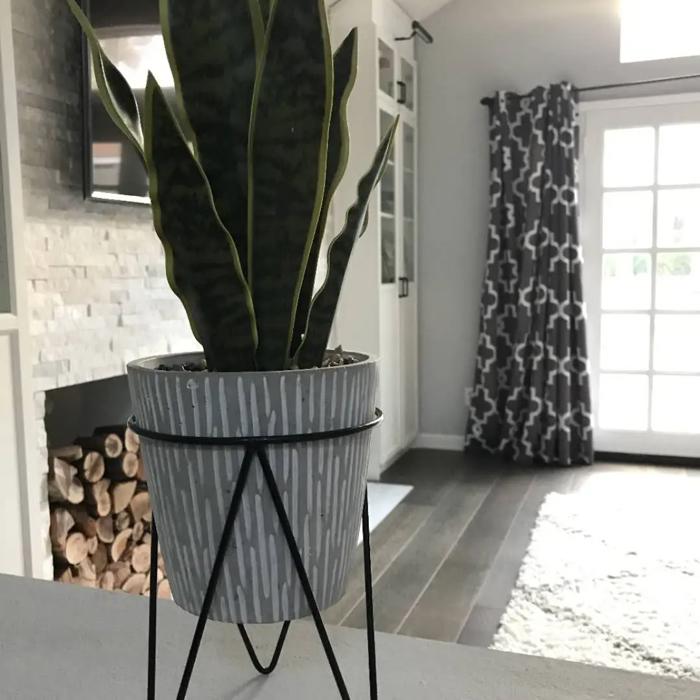 21" Snake Plant in Needle Cement Planter