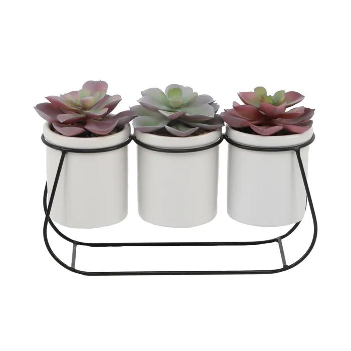 Succulents in Metal Holder