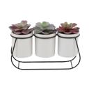  Succulents in Metal Holder
